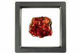 Iridescent Ammolite (Fossil Ammonite Shell) - Fiery Red #310347-1